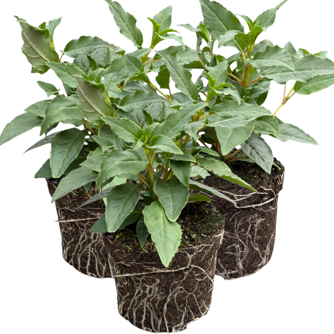 Fuchsia Bella Mariska | 3 or 6 1L Pots