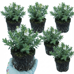 Hebe Sutherlandii Hardy Evergreen Flowering Perennial Shrub Plants, Outdoor Garden Ready, 1 Litre Root-Ball