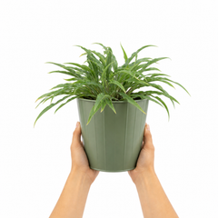 3 Litre Hosta Silly Strings Plants in Nursery Pots