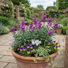Erysimum Bowles Mauve Evergreen Hardy Perennial Wallflower Plants, Outdoor Garden Ready, 1 Litre / 11cm Root-Ball
