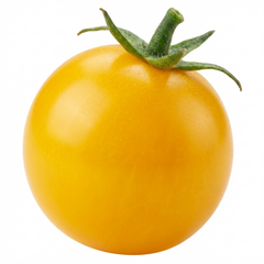 Set of 3 or 6 Large Plants - Tomato Tumbling Tom Yellow, Ready to Plant in Your Garden