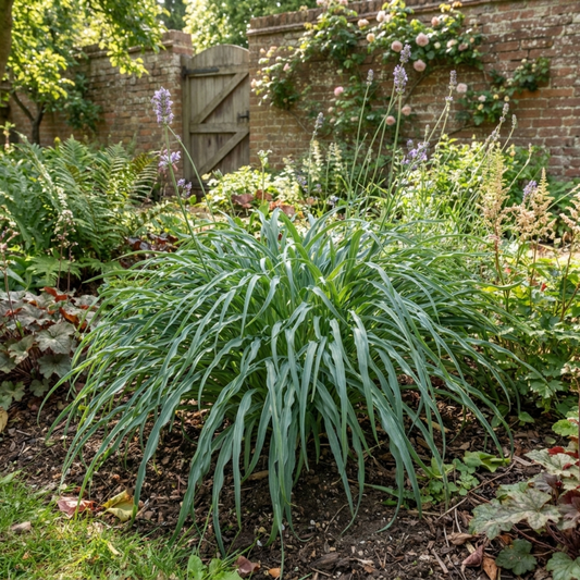 3Ltr Hosta Silly Strings, Outdoor Garden Ready, Pots