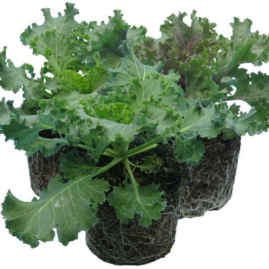 Ornamental Cabbage Growers selection | 3 or 6 1L Pots