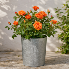 3Ltr Orange Patio Rose Plant, Hardy Bush, Nursery Pots