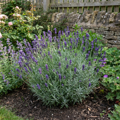 1 Lavender Hidcote Blue Plant, Fragrant Hardy Perennial Lavender Bush, Garden Ready, 5 Litre Root Ball