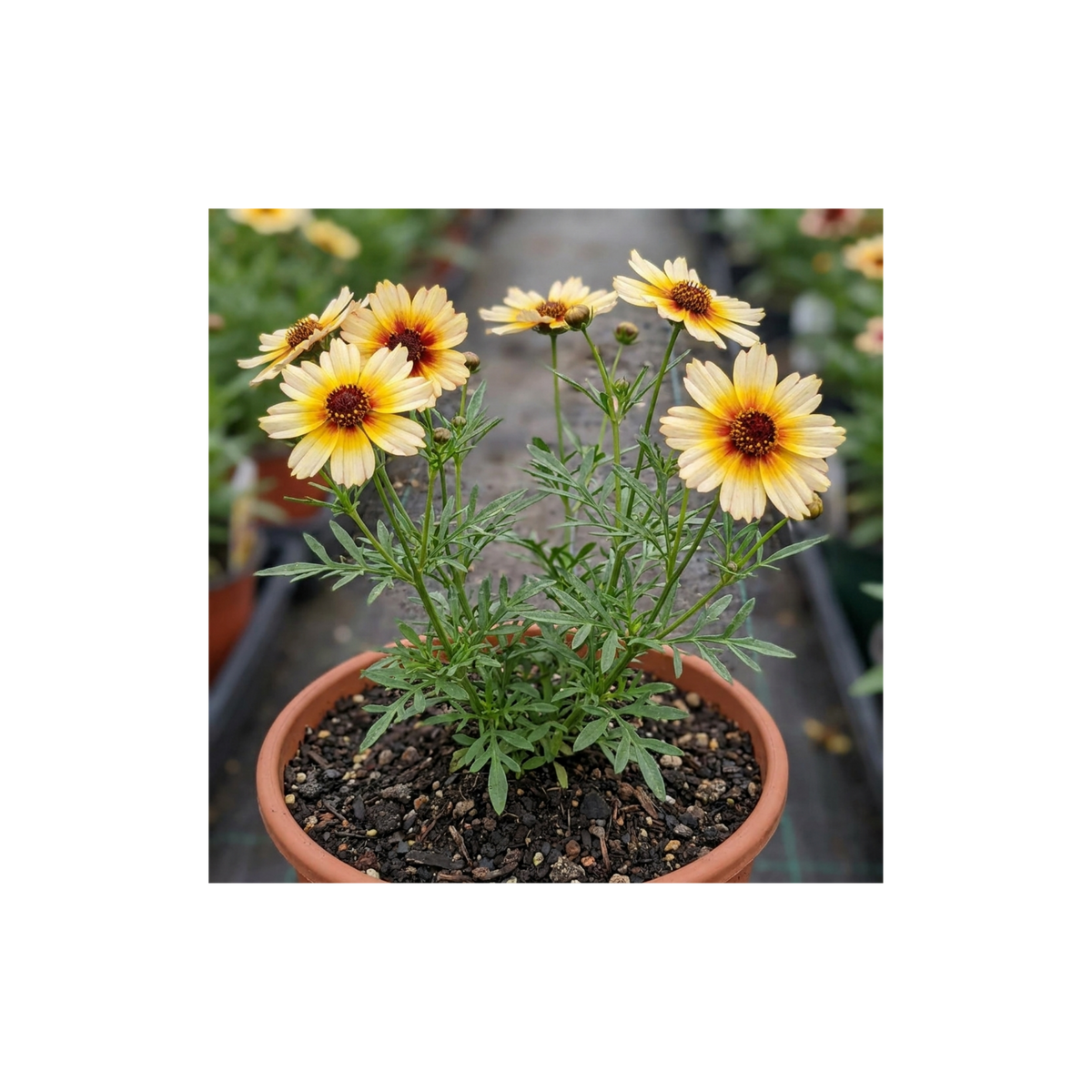 1 Coreopsis Solar Fancy Hardy Perennial Plant, Bee Friendly Summer Flowering, 3 Litre Root-Ball