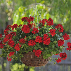 Geranium Sunflair Ruben | 3 or 6 1L Pots