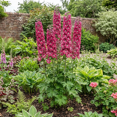 1 Delphinium Magic Fountains Deep Rose White Bee Plant, Hardy Garden Perennial, 2L Root Ball