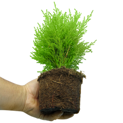 Cupressus Wilma, Cordyline Red Star & Hebe Varigata Mix | 3 or 6 1L Pots