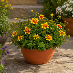 1 Bidens Taka Tuka Yellow Red Star, Summer Flowering Trailing Plant, Outdoor Garden Ready, 21cm Root-Ball