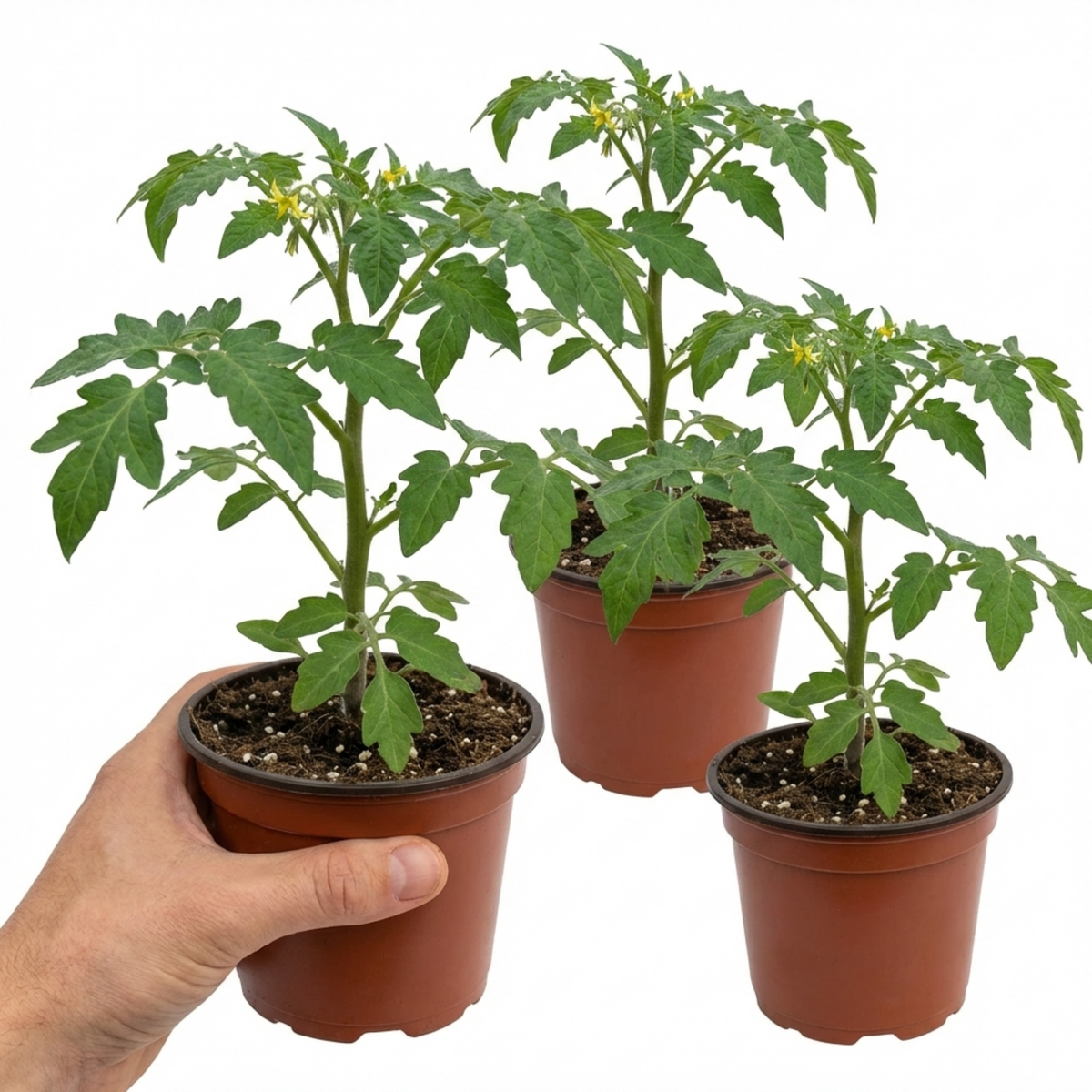 Set of 3 or 6 Large Plants - Tomato Golden Sunrise Variety, Ready to Plant in Your Garden