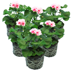 Pelargonium Toscana Dolce Vita Linus/Smart Splash