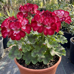1 Large Plant - Geranium Calliope Red Splash, Outdoor Garden Ready, 2L Pot