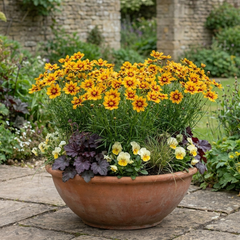 Coreopsis Uptick Gold Bronze Hardy Perennial Plants, Bee Friendly Summer Flowering, 1 Litre Root Ball