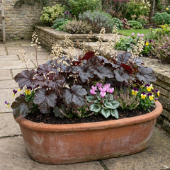 Set of 3 or 6 Heuchera Palace Purple Coral Bells Plants, Hardy Evergreen Perennial, Shade Tolerant Garden Plants, Outdoor Garden Ready, 1 Litre Root-Ball