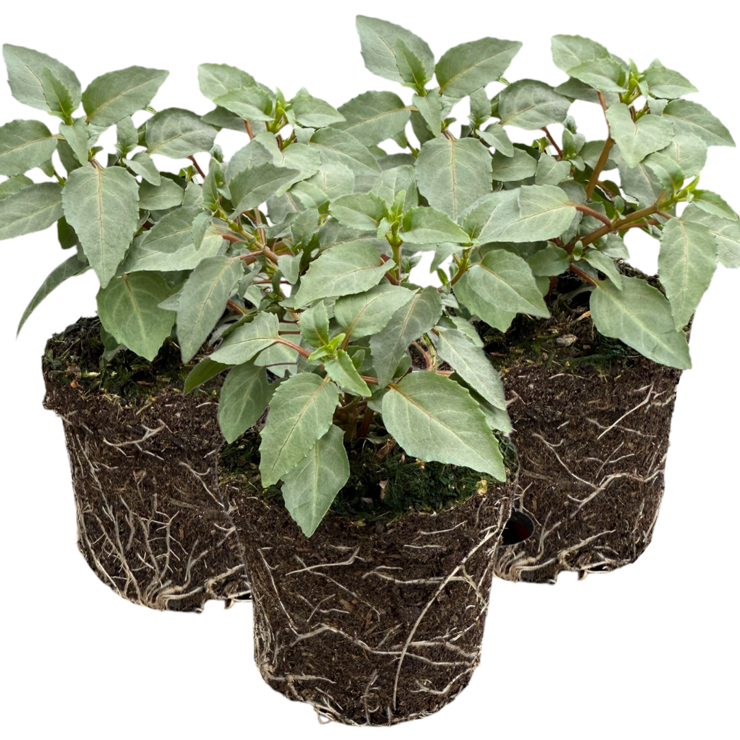 Fuchsia Bella Hilda | 3 or 6 1L Pots