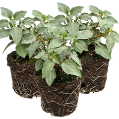 Fuchsia Bella Hilda | 3 or 6 1L Pots