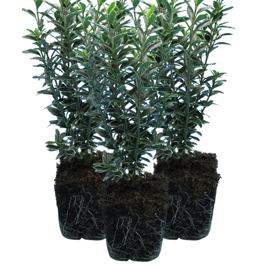 EUONYMUS MICROPHYLLUS ALBOVARIEGATUS