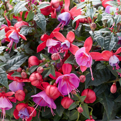 Fuchsia Bella Susanna | 3 or 6 1L Pots