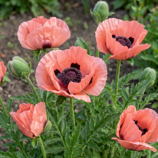 Papaver Orientale Garden Gnome Victoria Louise Plants, Hardy Perennial Oriental Poppy, Outdoor Garden Ready, 1 Litre Root-Ball