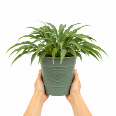 3 Litre Hosta Silly Strings Plants in Nursery Pots