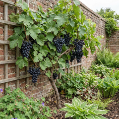 Grape Vitis Attiki Black Grapevine Plant, Hardy Outdoor Garden Ready, 3 Litre Root Ball