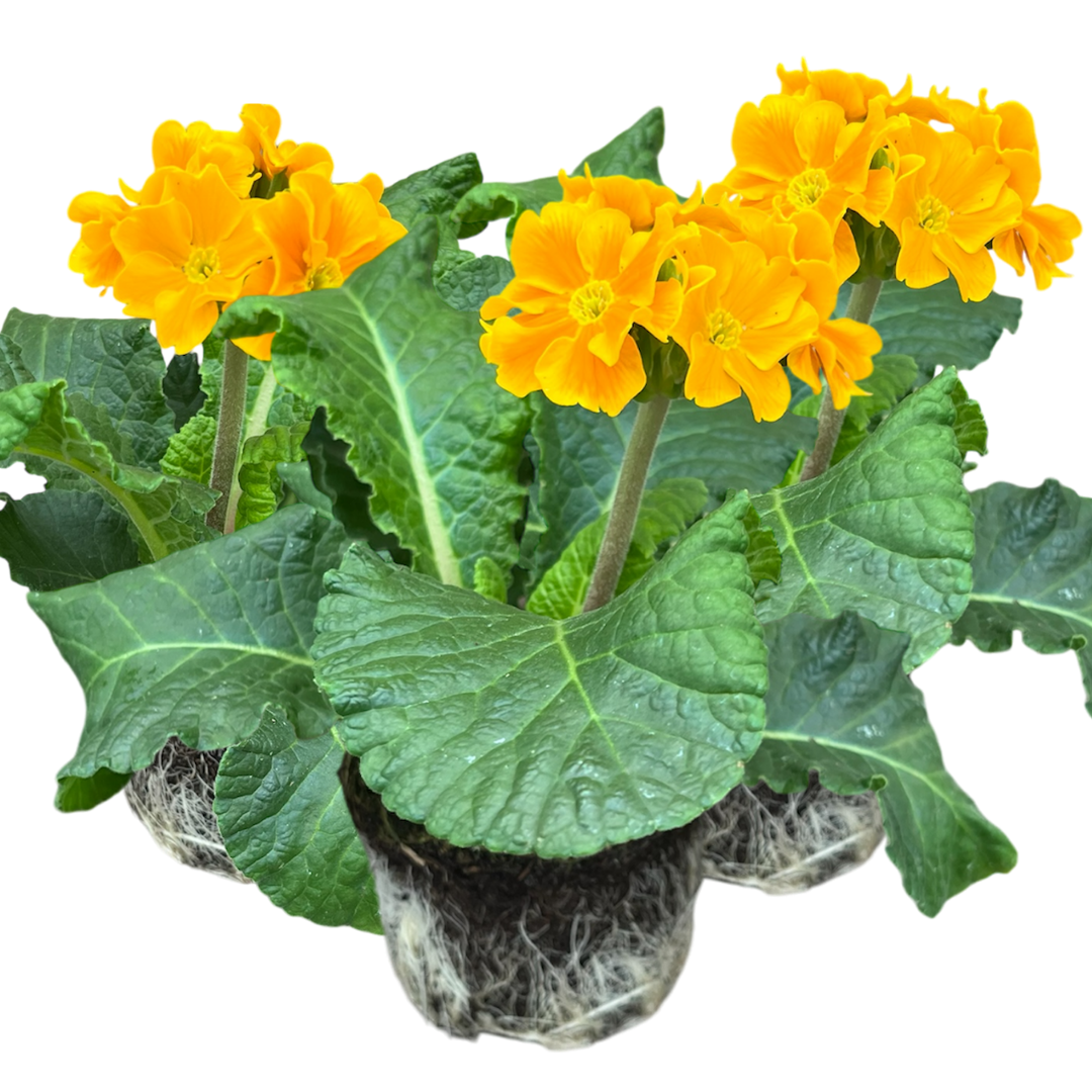Polyanthus Orange | 3 or 6 1L Pots