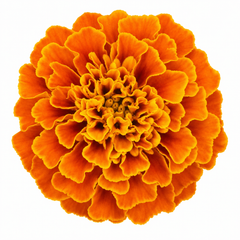1 Large Plant - Marigold African Taishan Orange, Outdoor Garden Ready, 2L Pot