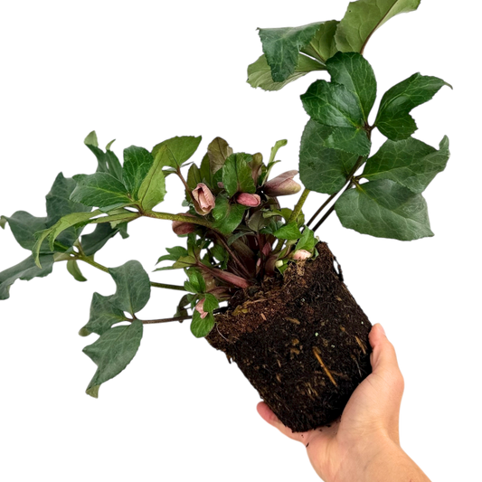 Hellebore Pirouette