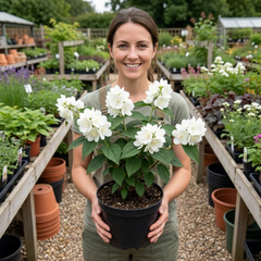 1 Philadelphus Virginal Mock Orange Plant, Fragrant White Flowering Shrub, 2L Root-Ball