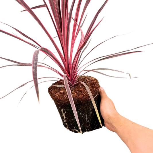 Cordyline Charlie Boy | 3L Pots