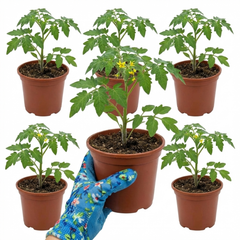 Patio Tomato Jo & Grace Plants, Live Tomato Seedlings, Outdoor Garden Ready, 1L Root Ball