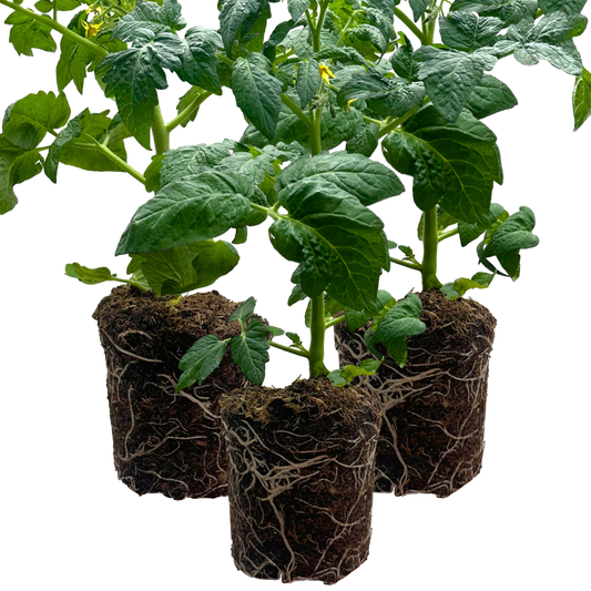 Set of 3 or 6 Large Plants - Tomato Growers Selection Variety, Ready to Plant in Your Garden