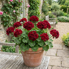 Set of 6 Large Plants-Geranium Calliope Dark Red, Ready To Plant In Your Garden