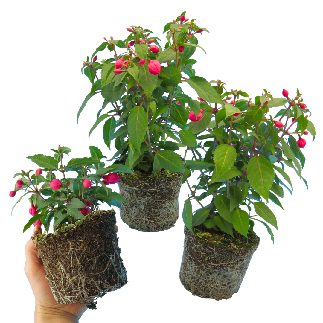 Set of 3 or 6 Large Plants - Fuchsia Diva Rose & Violet, Ready to Plant in Your Garden