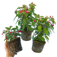 Set of 3 or 6 Large Plants - Fuchsia Diva Rose & Violet, Ready to Plant in Your Garden
