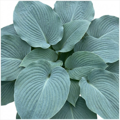 Hosta Blue Mammoth Plant, Large Outdoor Garden Ready Hardy Perennial for Shade, 17cm/2 Litre Root Ball