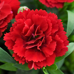 Dianthus Oscar Dark Red | 3 or 6 1L Pots
