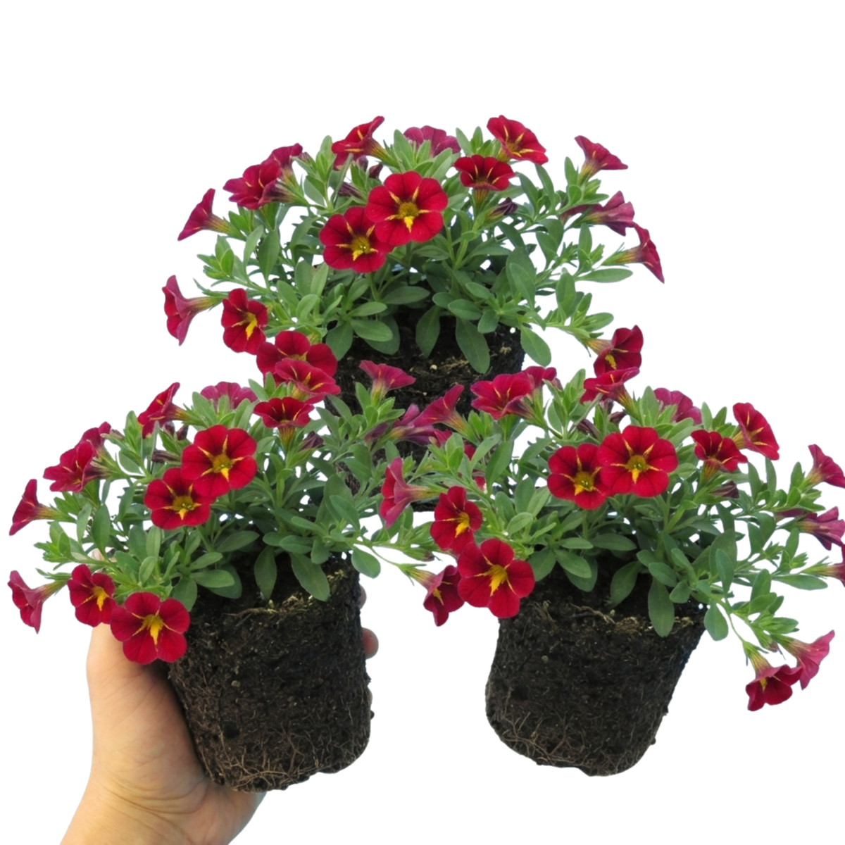 Set of 3 or 6 Large Plants - Calibrachoa Cabaret Red Kiss, Outdoor Garden Ready