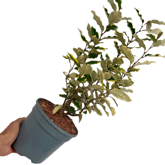 Elaeagnus Viveleg | 3L Pot