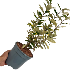 Elaeagnus Viveleg | 3L Pot