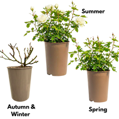 Rose Bush White | 3L Pot