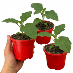 Set of 3 or 6 Large Plants - Grow Your Own Aubergine Meatball, Outdoor Garden Ready