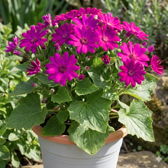 Large Senetti Plant - Pericallis Pop Epic Cerise, Bright Summer Flowering, 6.5 Litre Root-Ball