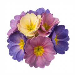 Primrose Chameleon Blue Hardy Perennial Plants, Colour Changing Spring Flowers, Outdoor Garden Ready, 1 Litre Root-Ball