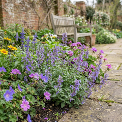 Set of 3 or 6 Nepeta Faassenii Catmint Plants, Hardy Perennial, Bee Friendly Blue Flowering Plants, Outdoor Garden Ready, 1 Litre Root-Ball