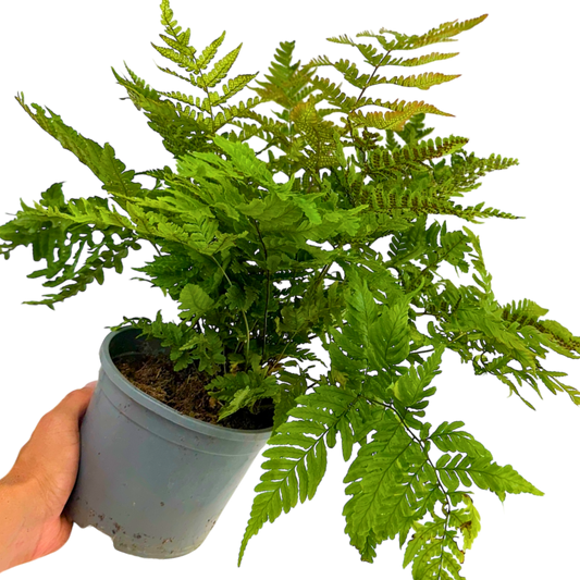 Copper Shield Fern Dryopteris Erythrosora | 2L Pot