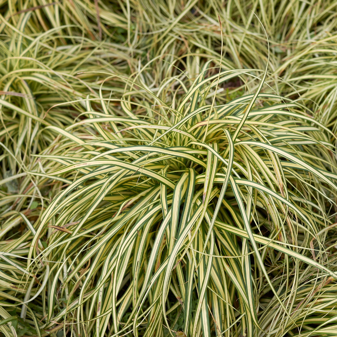 Carex Evergold | 2L Pot