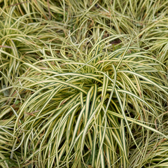 Carex Evergold | 2L Pot