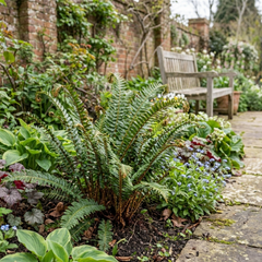 Set of 3 or 6 Japanese Tassel Fern Polystichum Polyblepharum Plants, Hardy Evergreen, 1 Litre Root Ball
